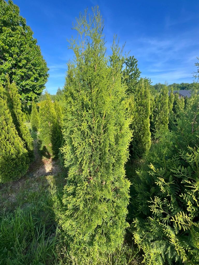 Tuja columna occidentalis Promocja   170/220cm