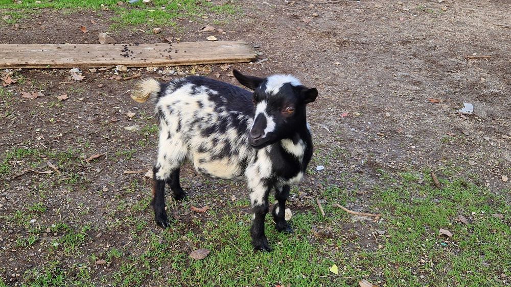 Cabras anãs adultas