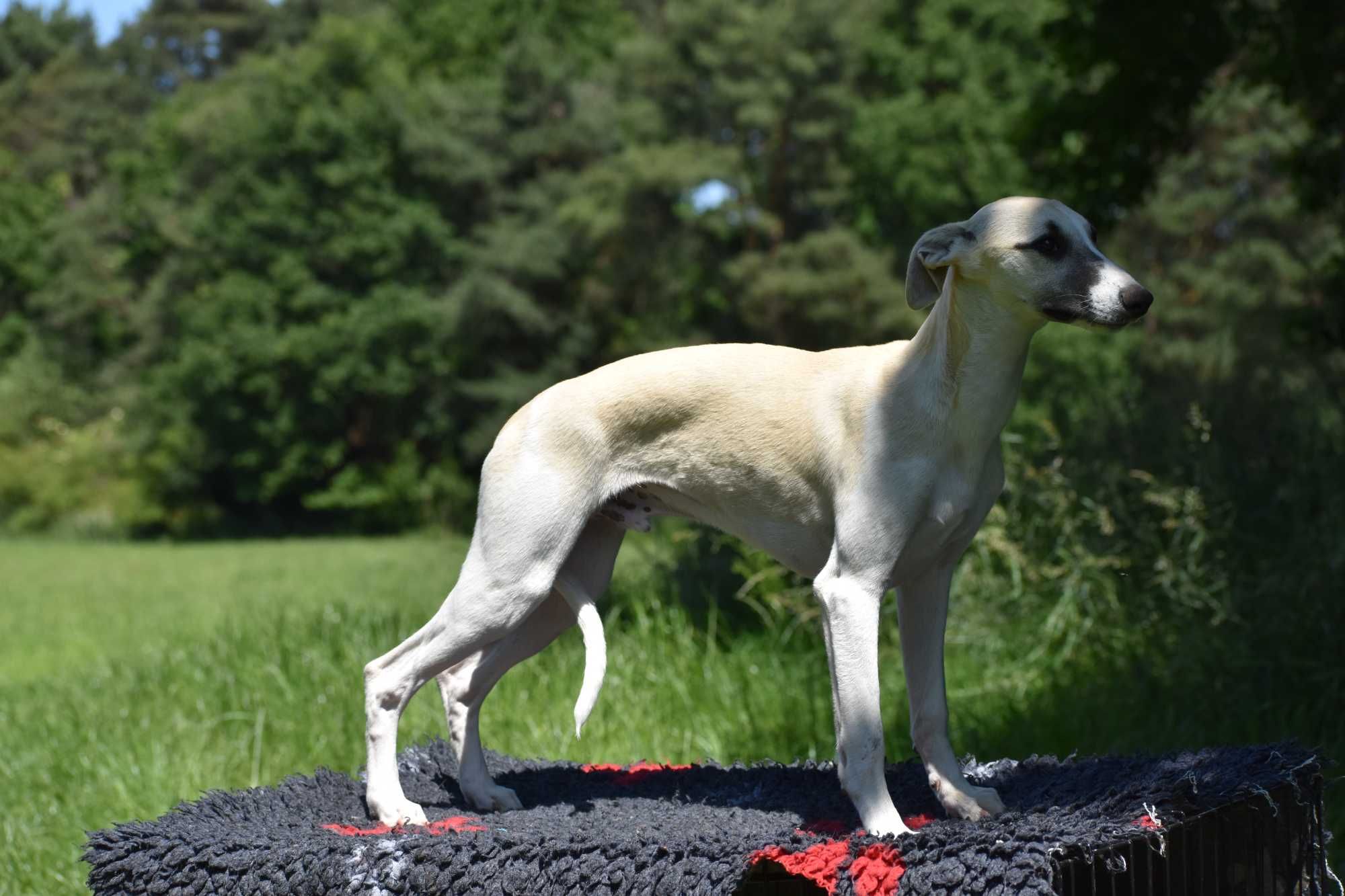 Chart angielski whippet- BARON FCI/ZKwP