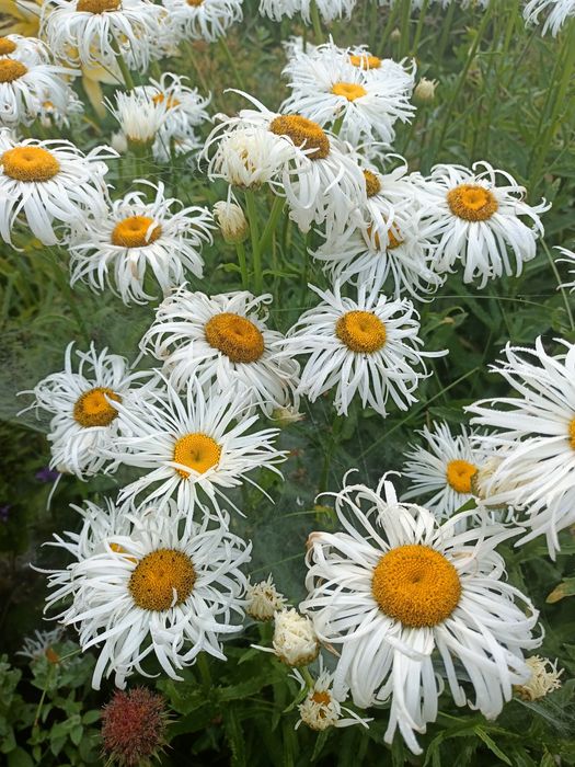 Rudbekia owłosiona naga, odętka werbena