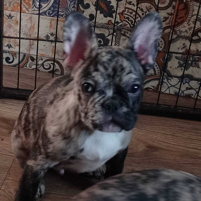 Французский бульдог. Merle.