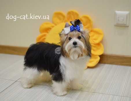 Чудесный шармовый щенок  бивер йорки малыш. Море энергии)