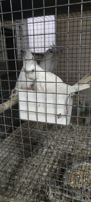 Vendo caturras albinas de 2025 com 6 meses