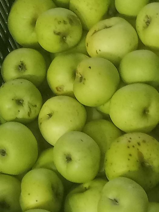 Jabłka kosztele stara odmiana