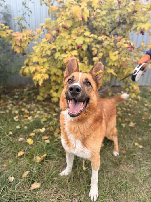 Песик Макс шукає родину