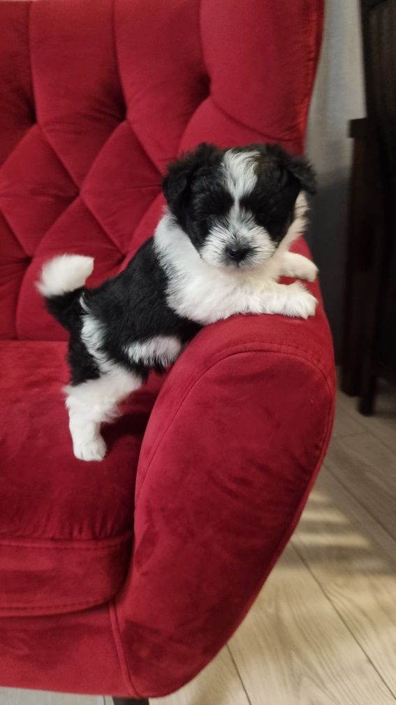 Maltipom miniaturowy