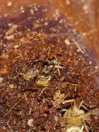 2sztuki Królowa mrówek L. Niger