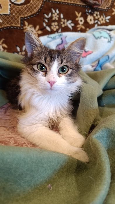 Кошенята з фронту, Мона і Ліза , 5 місяців взяти в родину