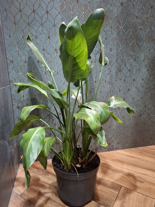 Strelicja królewska