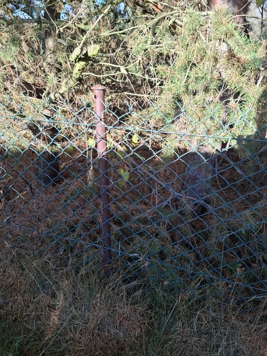 Oddam siatkę z lub bez słupków -ZAREZERWOWANA