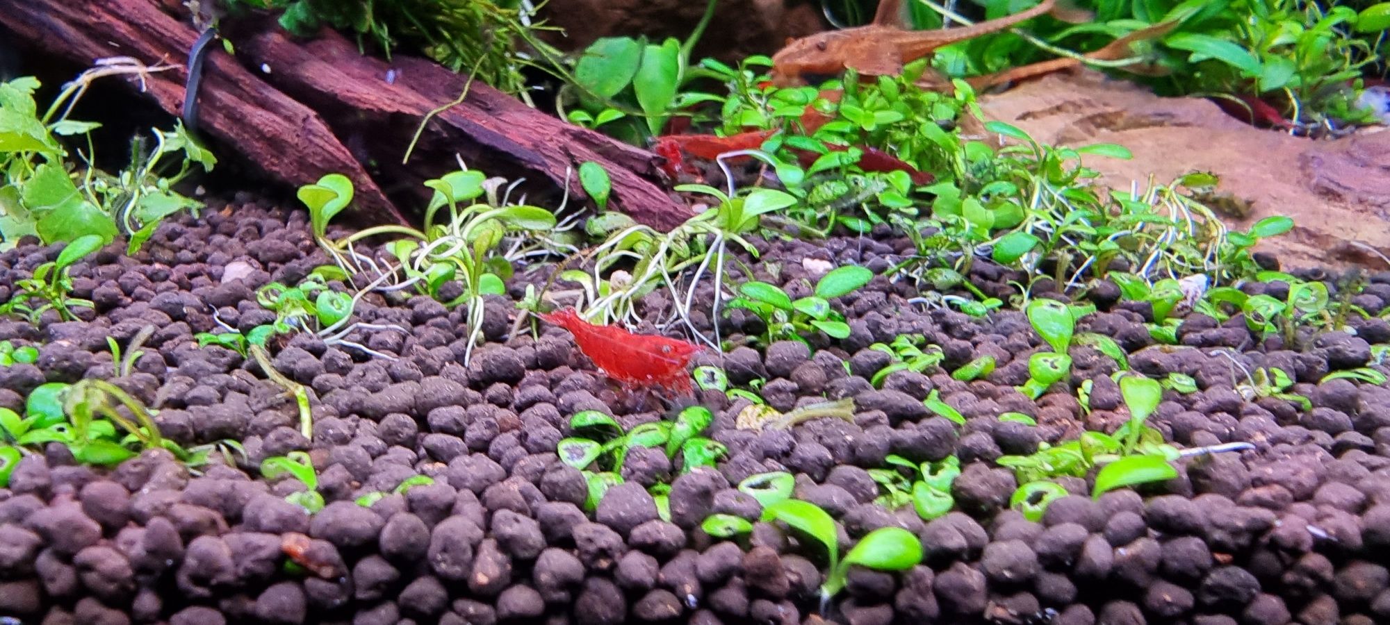 Krewetki Neocaridina Sakura Red