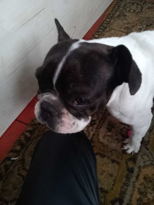Продам Бульдог чисто кровний дівчинка