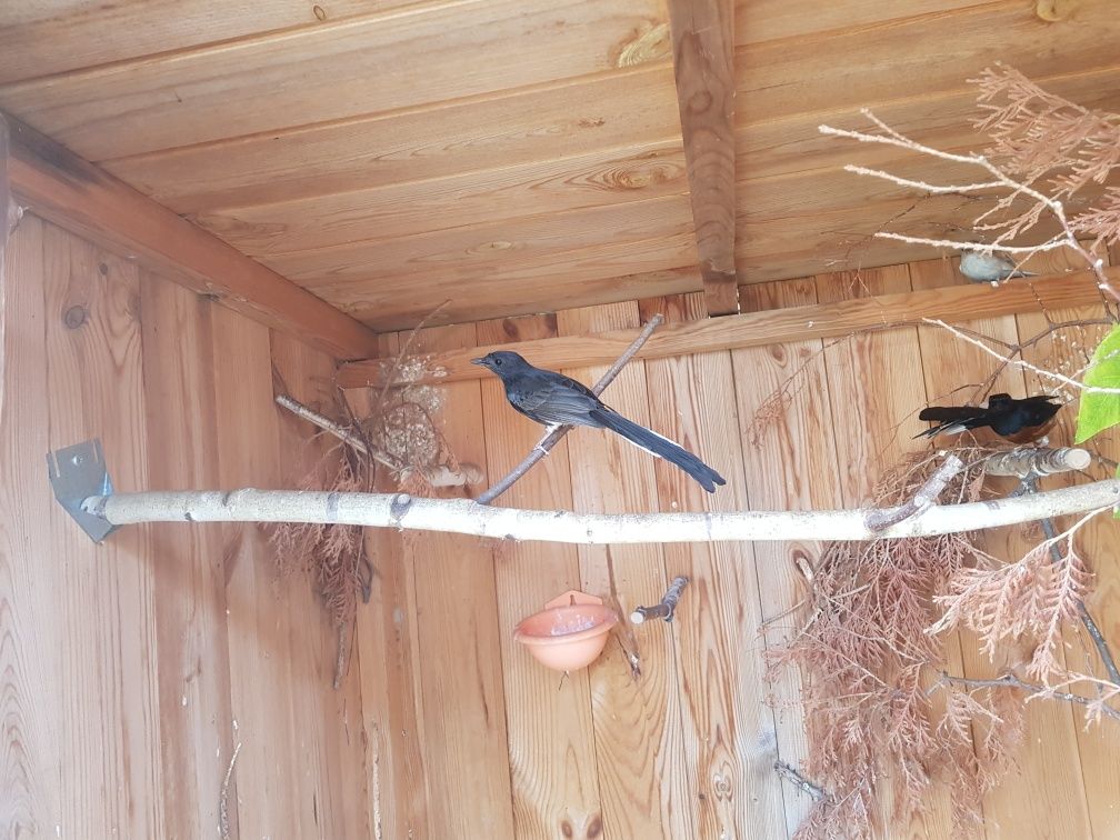 Drozd szama - copsychus malabaricus