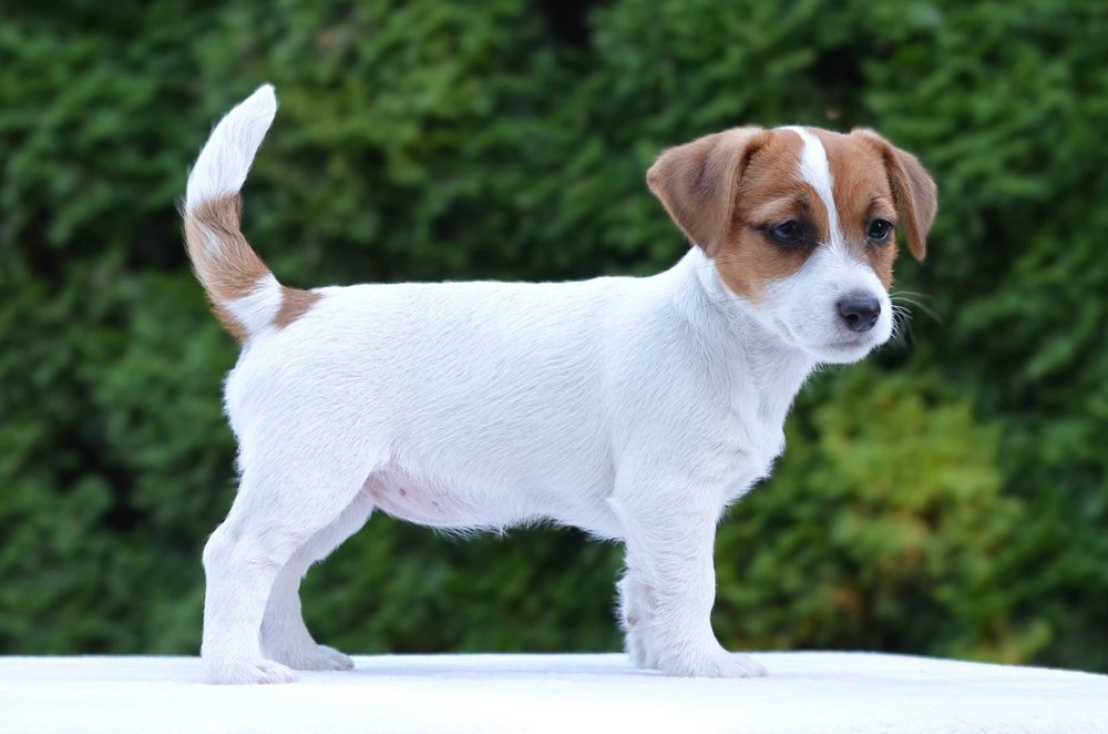 YASMIN – rasowy Jack Russell Terrier, suczka, rodowód ZKwP/FCI