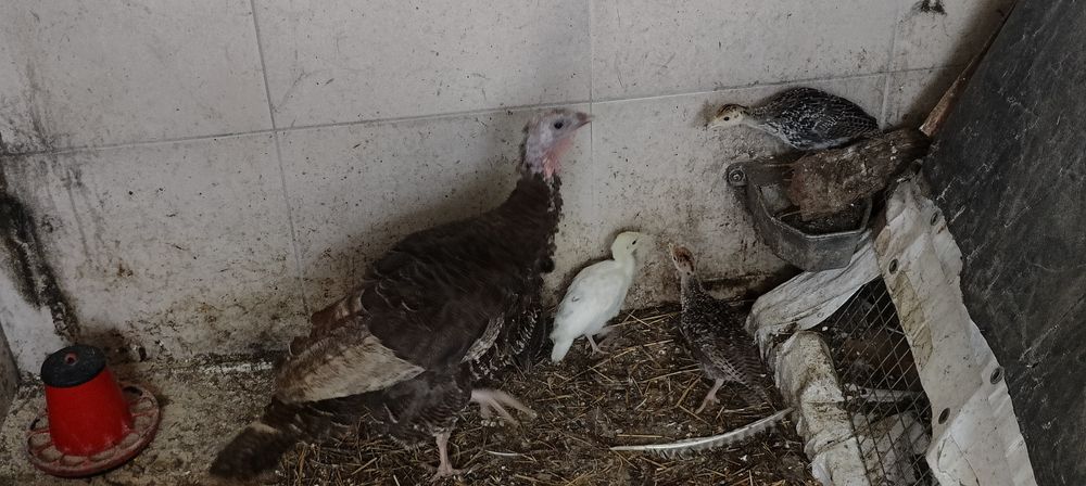 Perua com 5 filhotes.