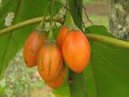 Plantas de Tamarilho Amarelos super doces .