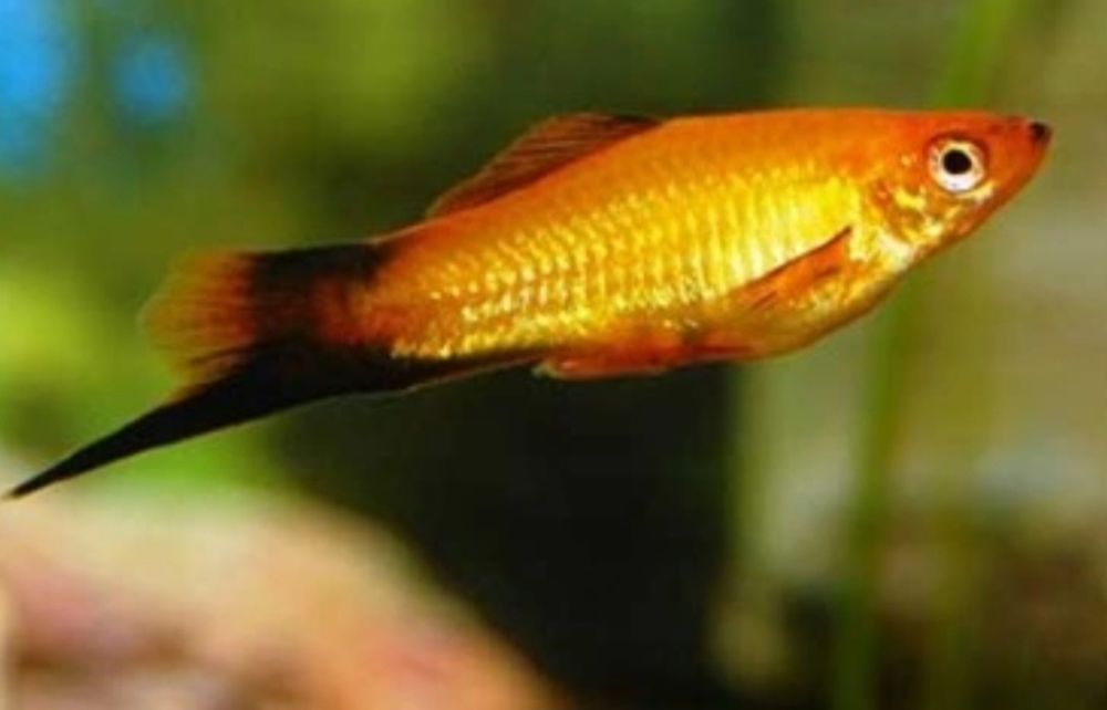 Rybki , ryby , mieczyk mieczyki Drawsko Pomorskie