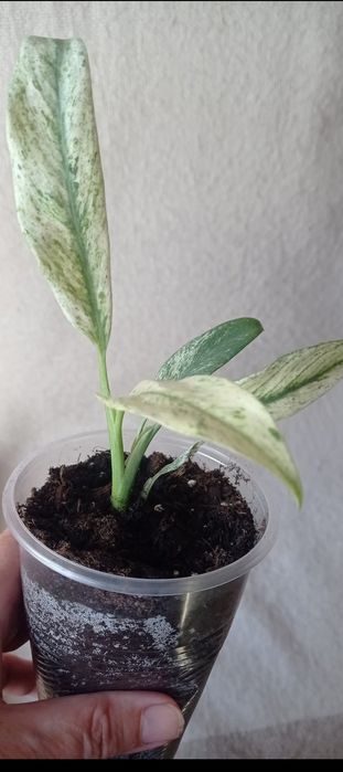 Эпипремнум Гигантеум вар