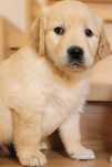 Golden Retriever Kremowo- Złoty