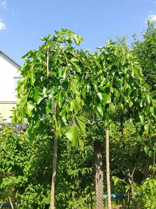 Розпродаж. Саджанці плакучої шовковиці 10 (років) Саженцы шелковицы