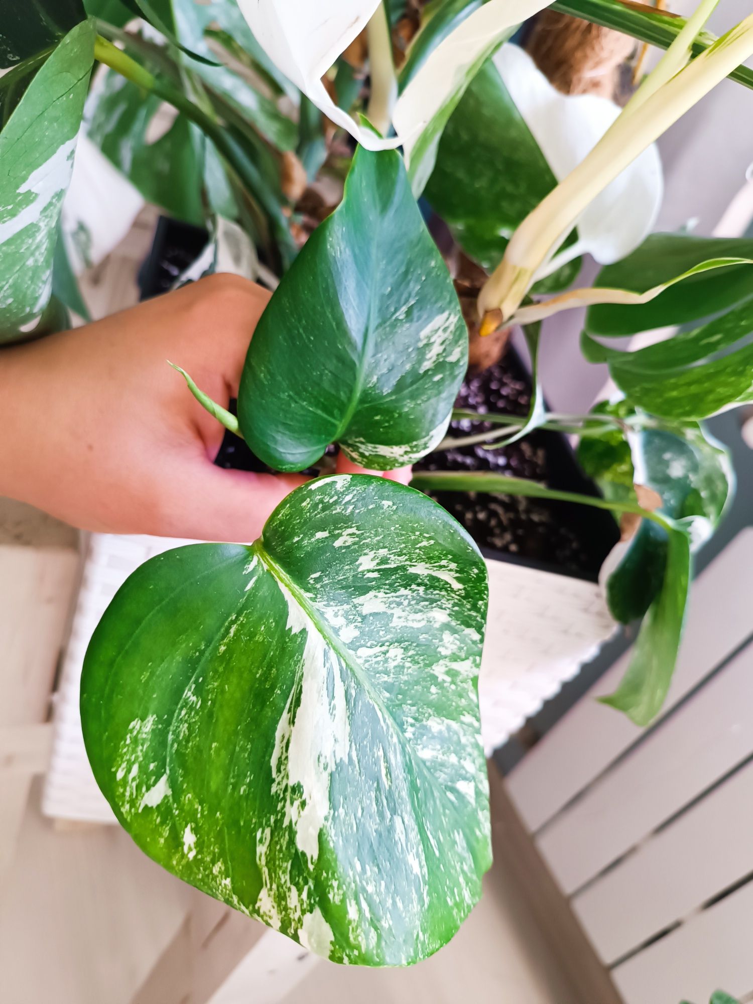 Monstera variegata