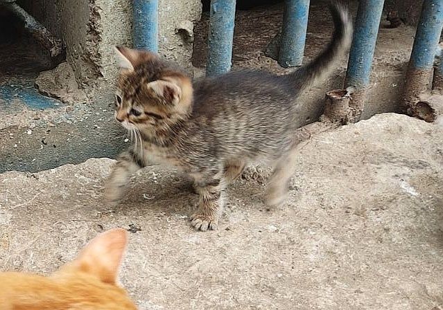 Кошенята шукають господаря