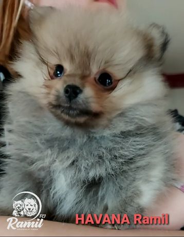 Pomeranian, szpic miniaturowy ZkwP FCI