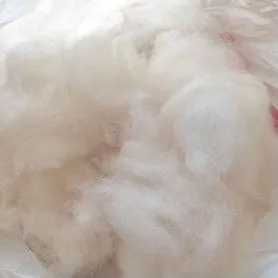 Шерсть сомоедской собаки