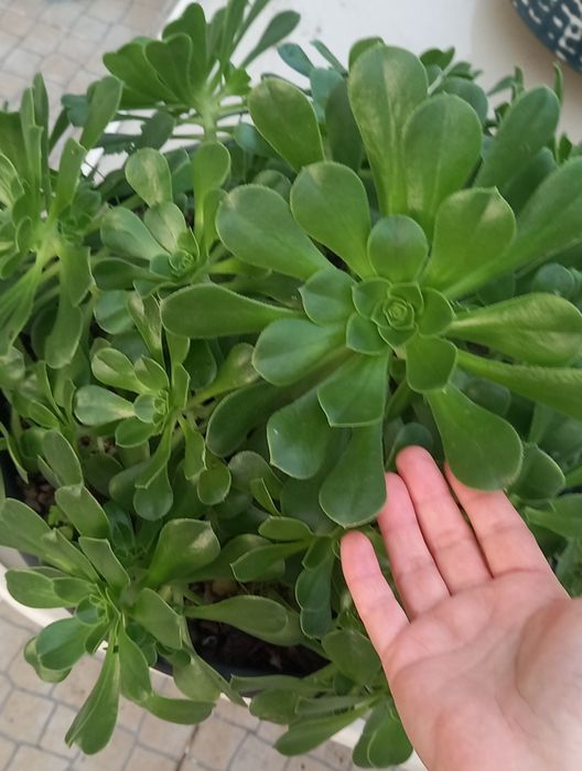 Aeonium/ Planta/ planta  exterior