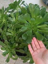 Aeonium/ Planta/ planta  exterior