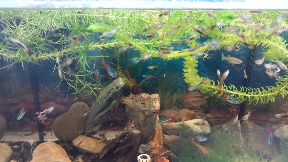 Glupiki rybki akwariowe