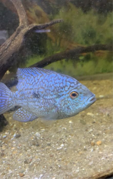 Femea texas blue