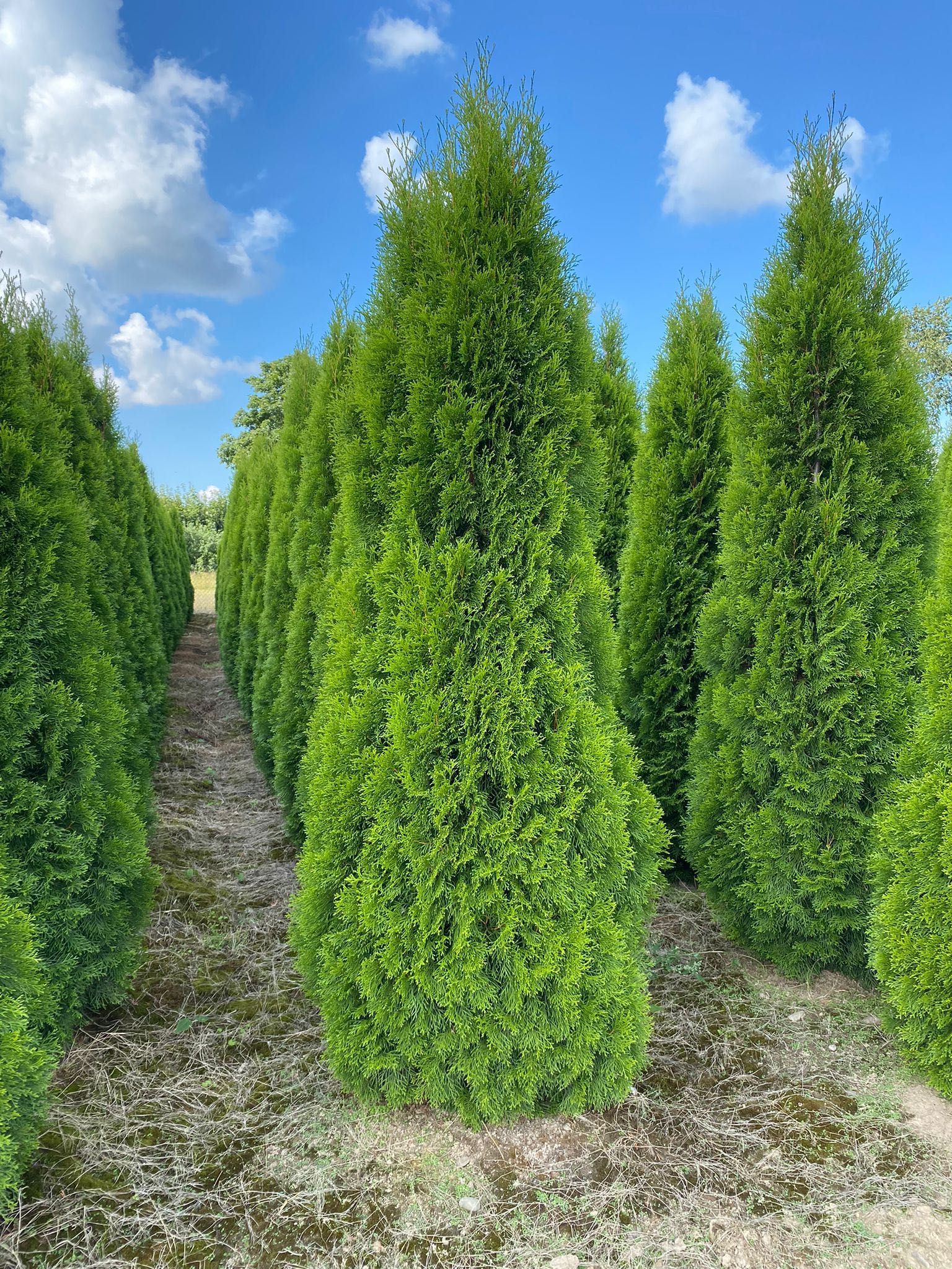 Tuja "Szmaragd" - Thuja, Żywotnik zachodni z gruntu, wys. 180-250cm