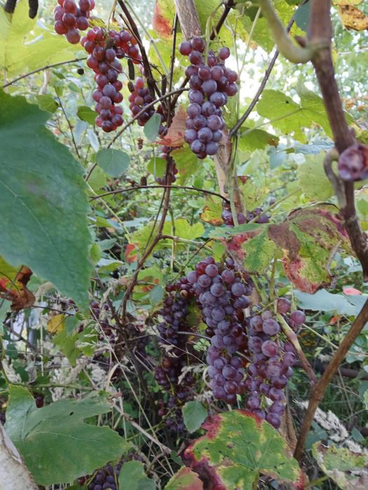 sadzonki winorośli Einset Seedless