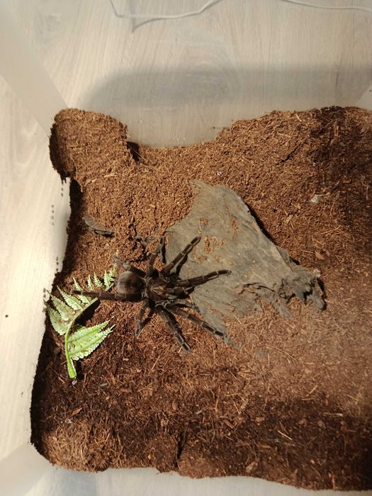 Pamphobeteus sp machalla