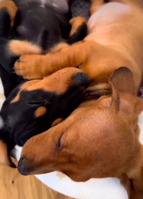 Малюки із ветпаспортом