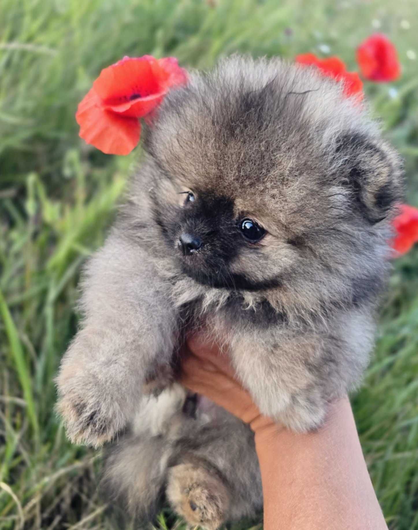 Suczka pomeranian szpic miniaturowy ZKwP