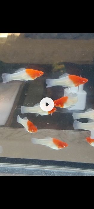 Меченосец Санта, Кои. Далматинец