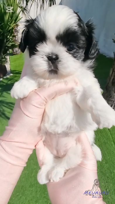 Filhote Fêmea Shih Tzu