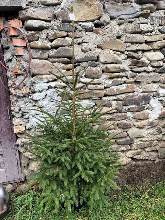 Жива ялинка в горщику