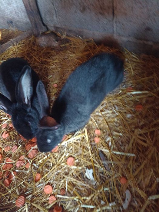Królik, król samica, belg 08.2024r