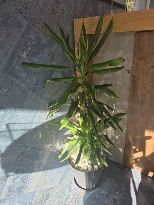 Plantas Naturais