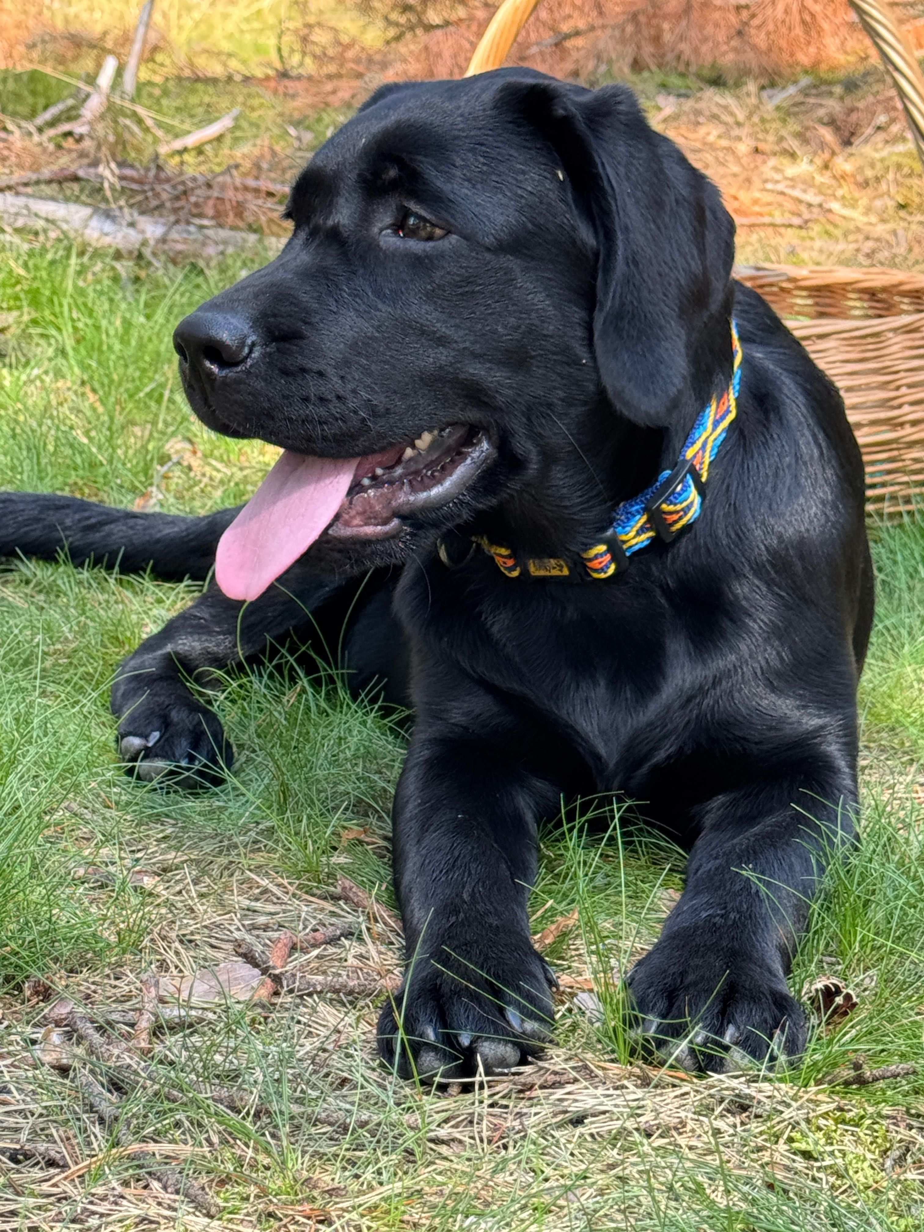 ZKwP (FCI) Labrador retriever- czarna suczka rodowodowa po championach