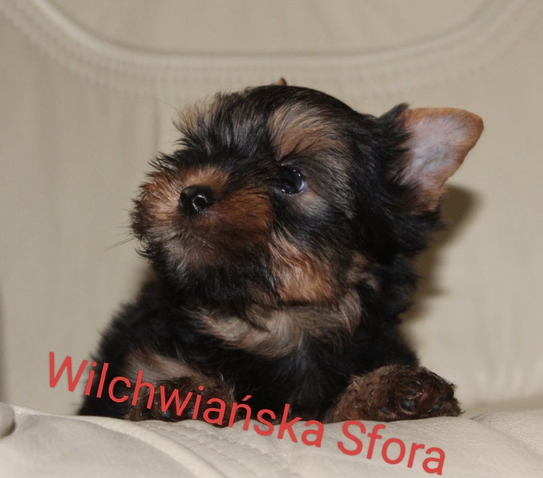 Yorkshire Terrier