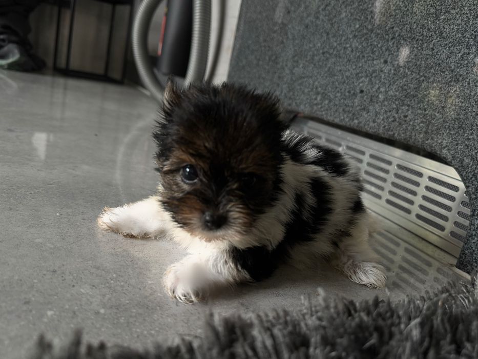York biewer tricolor suczka xs mini