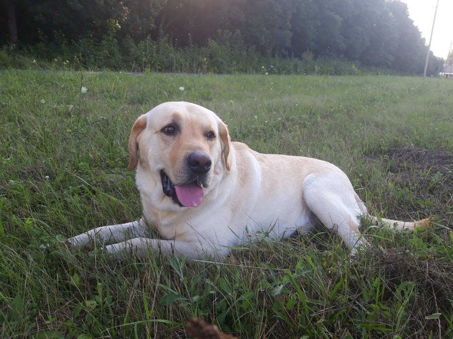 Лабрадор для вязки