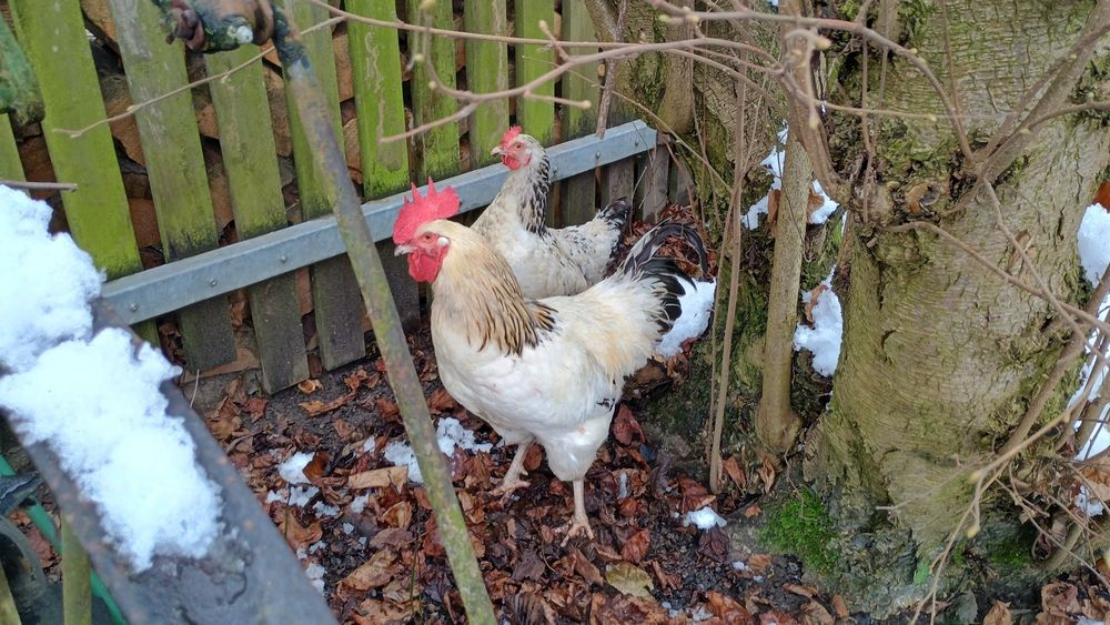 Koguty chowane od jajka