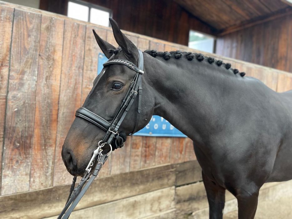 Égua puro sangue lusitano