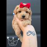 Maltipoo maltidodle OSTATNIA SUNIA red toy pudel badania wyprawka
Sucz