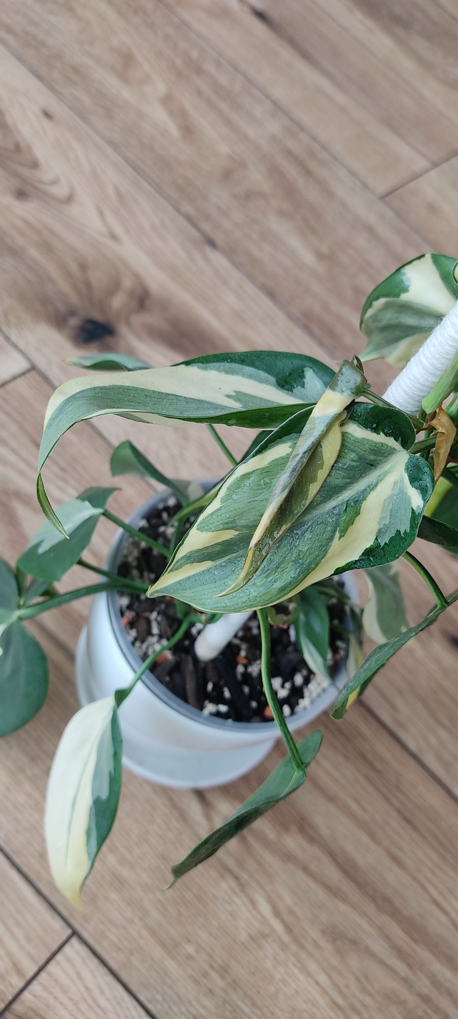 Epipremnum pinnatum marble variegata, philodendron cream splash i Rio